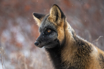 Canvas Print - Cross fox in the snow