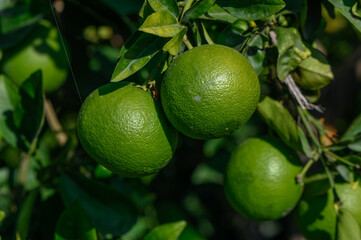 Wall Mural - green oranges on tree branches in autumn in Cyprus 5