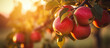 selective focus of ripe apples hanging from an apple tree (Malus domestica) in an expansive apple orchard with blurred background