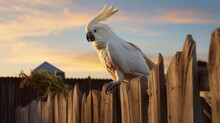 A Sulphur-crested Cockatoo Perched On A Weathered Fence, Its Crest Raised In A Display Of Confidence And Curiosity.