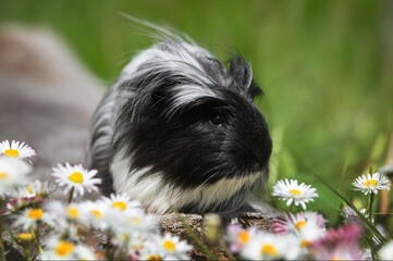 Wall Mural - cute black and white guinea pig portrait outdoors with bellis flowers