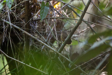 Wall Mural - Pygmy cupwing (Pnoepyga pusilla) or pygmy wren-babbler at Garbhanga Wildlife Sanctuary, Assam, India