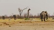 A herd of African Elephants (Loxodonta africana).
