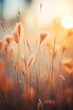 Wild grass at sunset. Macro image, shallow depth of field. Abstract summer nature background.