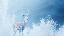 Delicate Deer In A Winter Wonderland, Glancing With Innocence Against A Backdrop Of Icy Trees.