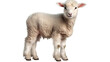 Cute lamb on transparent background