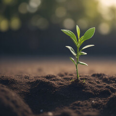 growing flower sprout or seed in the dirt, image or photo for ecology