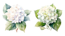 Watercolor Illustration Hydrangea Flowers Isolated Blossom