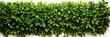 Flat green tree wall hedge isolated on white background, AI Generative.