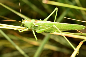 Wall Mural - Green grasshopper in full growth.