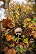 Pilz im Herbst zwischen Laub und unter Heidelbeerstrauch