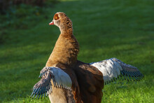 Portrait Of An Adult Male Egyptian Goose (Alopochen Aegyptiaca) With Wings Raised During Wings Molting