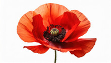 Red Poppy Flower Isolated On White Background Remembrance Day In Canada