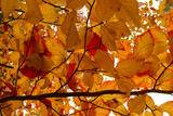 Fototapeta  - jesień, upadek, listowie, drzewo, park, krajobraz, pora roku, kolor, ogród, pomarańczowy, żółty, natura, piękny, na zewnątrz, kolorowy, tło, naturalny,