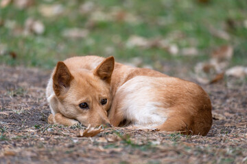 Canvas Print - Red Carolina dog