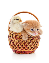 Poster - Kitten and chicken in the basket.