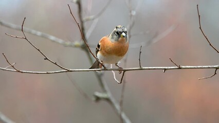 Wall Mural - Brambling, Fringilla montifringilla. In the wild. Close up. A bird is sitting on a branch in the autumn forest. Slow motion.