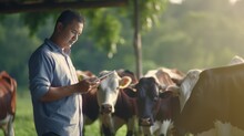 Animal Husbandry In Cattle Farm. Asian Man Farmer Use Application On Digital Tablet For Monitoring Cattle Health. Agriculture Cattle Farm. Smart Farmer 4.0 Concept.
