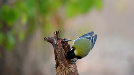 Wall Mural - Great tit Parus major in the wild. Songbird great tit sits on a stick and flies away. Slow motion. Close up.