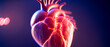 Banner mit der 3dimensionalen Darstellung eines menschlich medizinischen Herz mit Aterien und Venen, Herzkammern und Herzklappen innen, zur pulsierenden Durchblutung Wissenschaft Forschung  Pharmazie