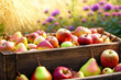 reiche Ernte im Herbst Bauern Garten, Kisten voller Äpfel und Birnen vor bunten Blüten Blumen im strahlenden Sonnen Licht der goldenen Stunde 