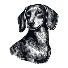 Dachshund Dog Portrait Sketch