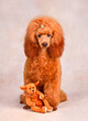 Puppy of toy apricot poodle