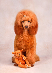 Wall Mural - Puppy of toy apricot poodle