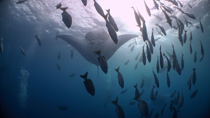 A Giant Manta Ray somersaults as it feeds in open blue water	