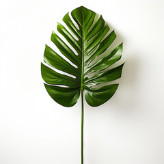  Monstera leaves, plant motif, decoration. Big leaves with holes.