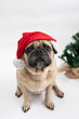 Cute pug dog sitting beside a Christmas tree and wearing a red Santa hat 