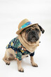 Cute pug dog wearing a panama hat and an hawaiian shirt