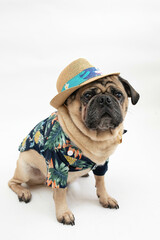 Wall Mural - Cute pug dog wearing a panama hat and an hawaiian shirt