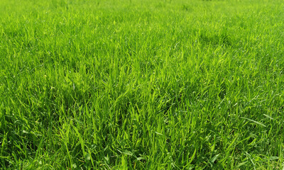 green grass in the wind