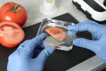Wall Mural - scientist inspecting tomato in laboratory, closeup. food quality control