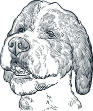 Vintage Hand Drawn Sketch Of Saint Bernard Poodle Head
