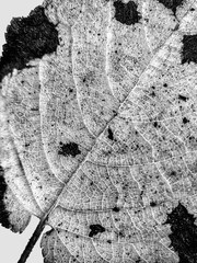 Close-up leaf texture background