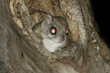 Eyes Of The Southern Flying Squirrel (Glaucomys Volans) Are Highly Reflective. Typical Of Nocturnal Animals Which Needs Excellent Eye Sight In The Darkness. The Gliding Rodent Occupies A Hollow Cavity