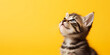 Kitten looking up at yellow background