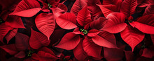 Red Poinsettia Flowers Christmas Decorations