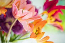 Colorful Tulips In The Vase
