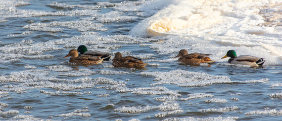 Wall Mural - Ducks swim in the cold water of the river in winter