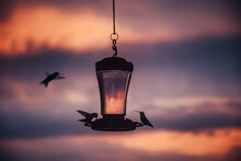 Hummingbird Drinking In Front Of Sunset