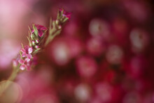 Closeup Of Pink Flowers With Pink Background