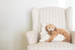 © Cavan - Mini Golden Doodle laying on pillow on chair