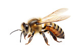 Fototapeta  - Graceful Honeybee On Transparent Background