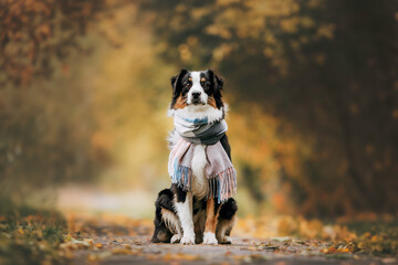 young merle Australian shepherd portrait in autumn