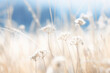 © Jasmina - Abstract landscape of dry frozen wildflower and grass meadow Tranquil winter fall nature field background.