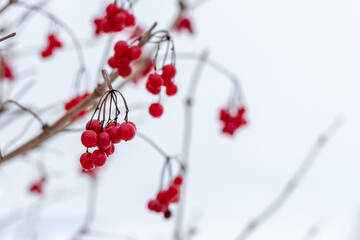 Wall Mural - Viburnum bush with red berries on a white background