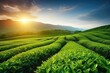 Green tea plantation at sunrise time,nature background. AI Generated
